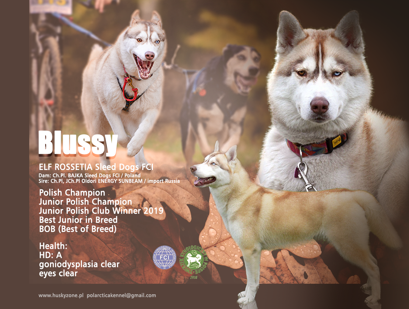 ELF ROSSETIA Sleed Dogs FCI called Blussy, fot.Monika Milian / Eve Ladzinska