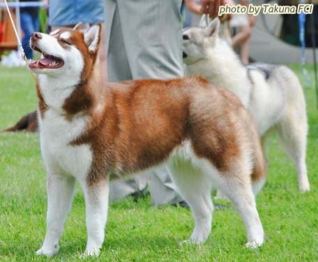BILLY JEAN Polarctica, fot.Takuna Kennel