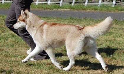 ALEX z Kociej Mafii FCI - ZORA