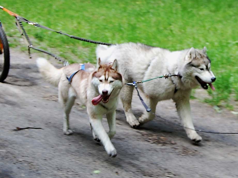ALEX z Kociej Mafii FCI - &nbsp;Zora&nbsp;