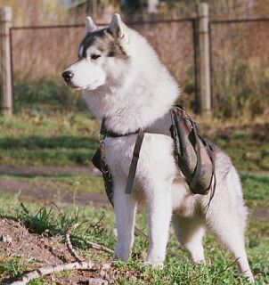 Szaman - do szko�y chodzi z plecakiem.