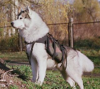 Szaman z plecaczkiem - powr�t ze szko�y.