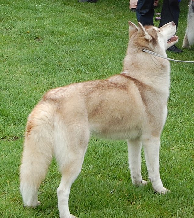 ALEX z Kociej Mafii FCI - &nbsp;Zora&nbsp;