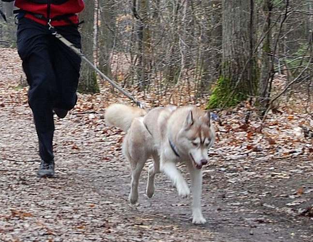 ALEX z Kociej Mafii FCI - &nbsp;Zora&nbsp;