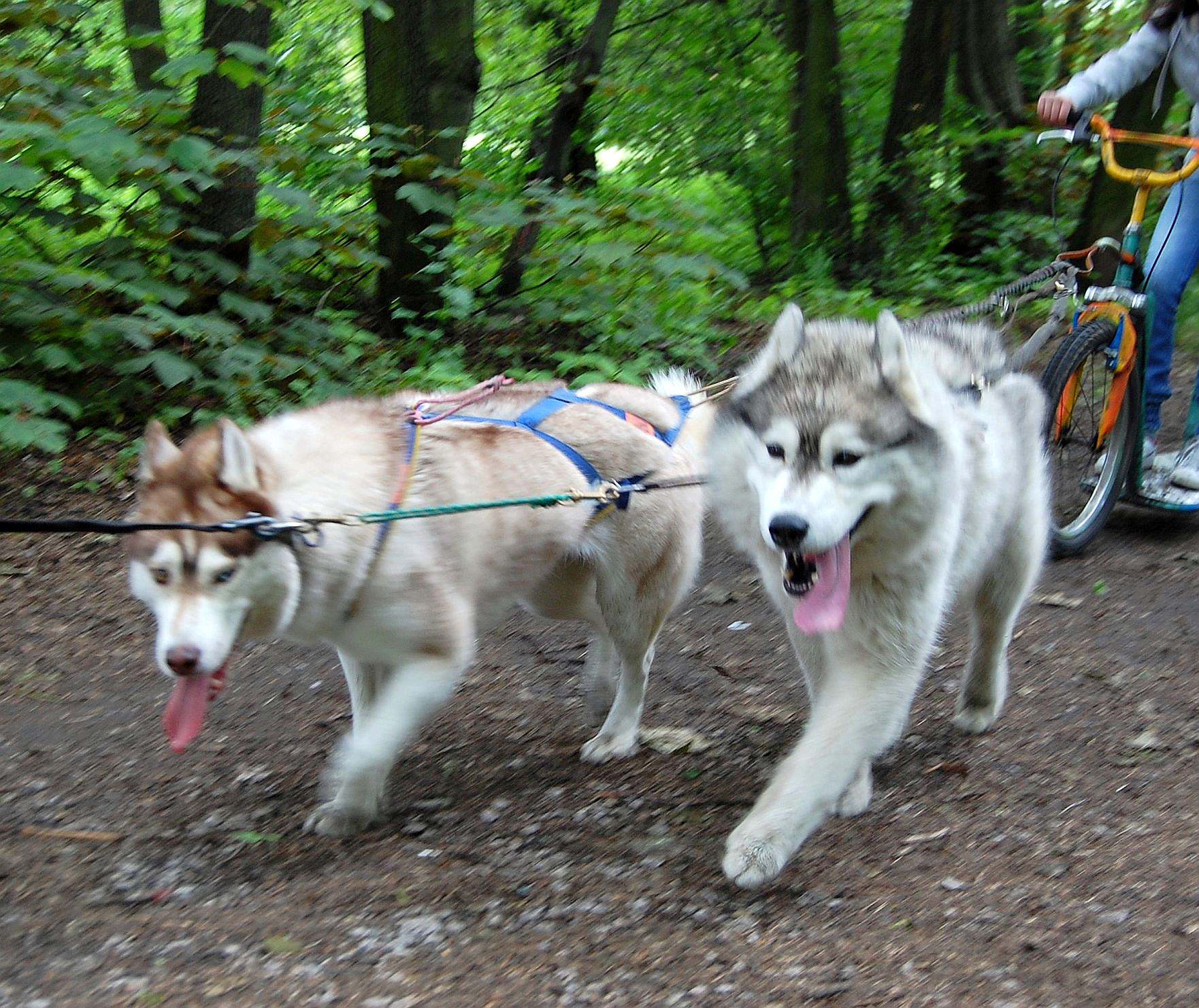 ALEX z Kociej Mafii FCI - &nbsp;Zora&nbsp;