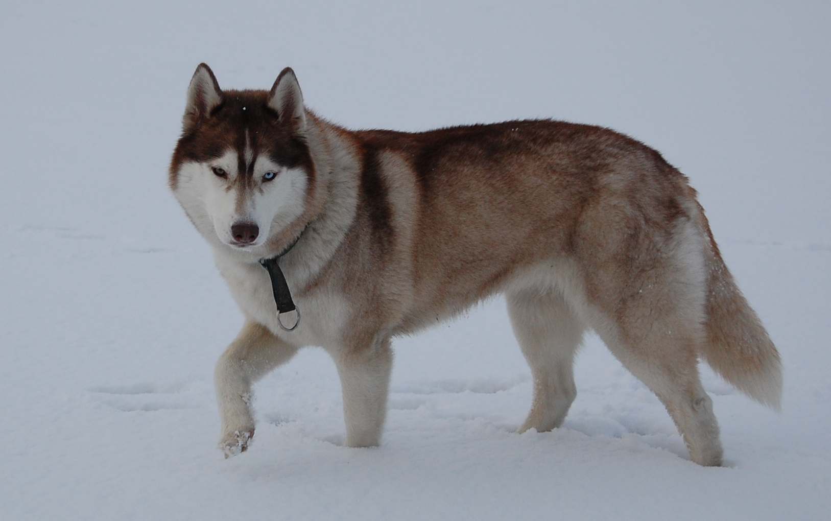 [ALEX z Kociej Mafii FCI - &nbsp;Zora&nbsp;