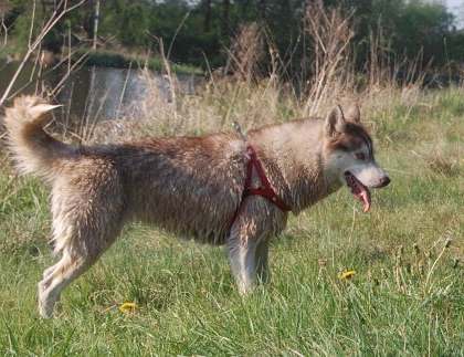 ALEX z Kociej Mafii FCI - &nbsp;Zora&nbsp;