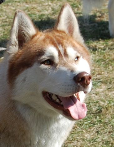 ALEX z Kociej Mafii FCI - "Zora"